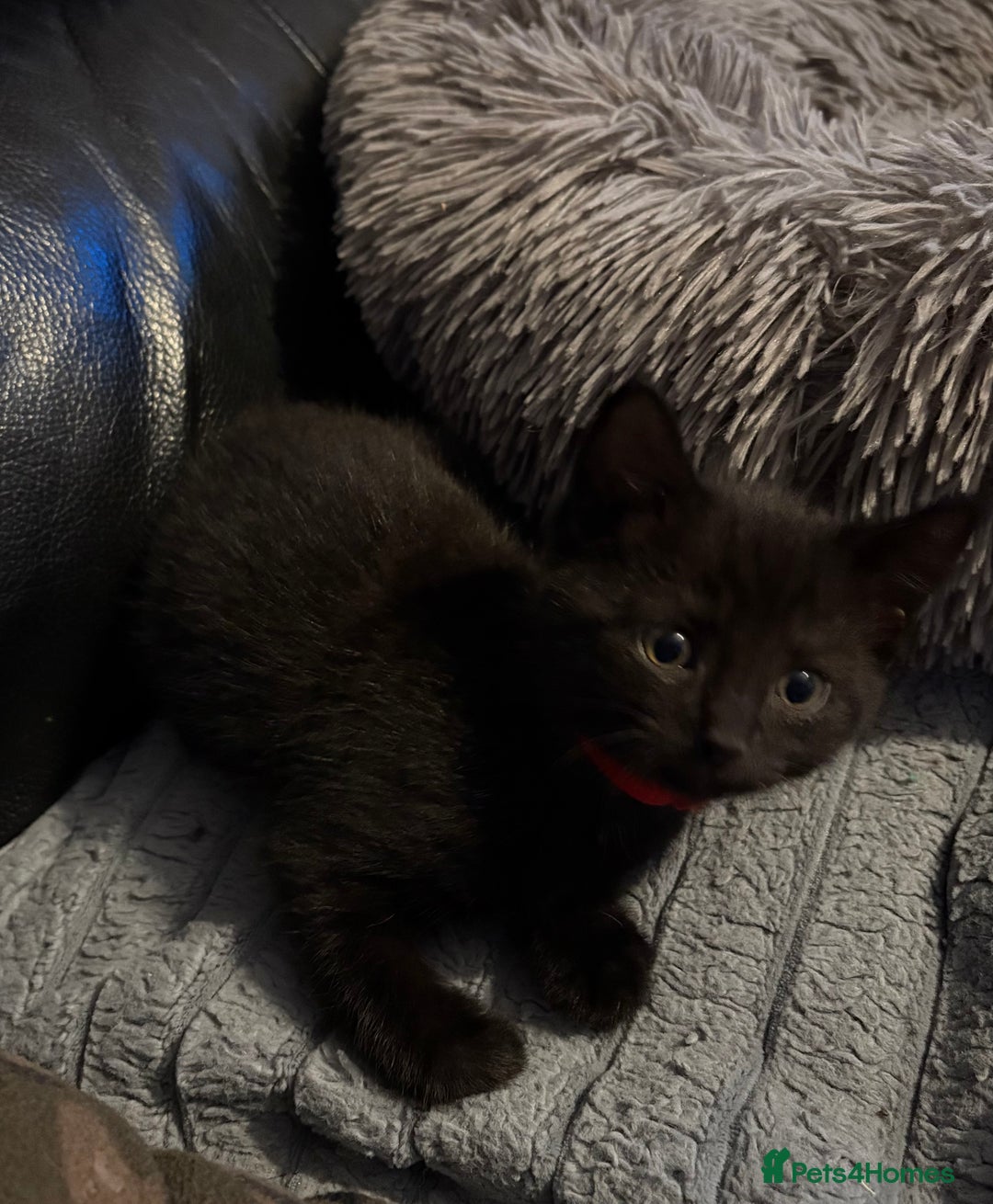 Bengal cats for sale: 3 female Bengal cross kittens  - Image 18