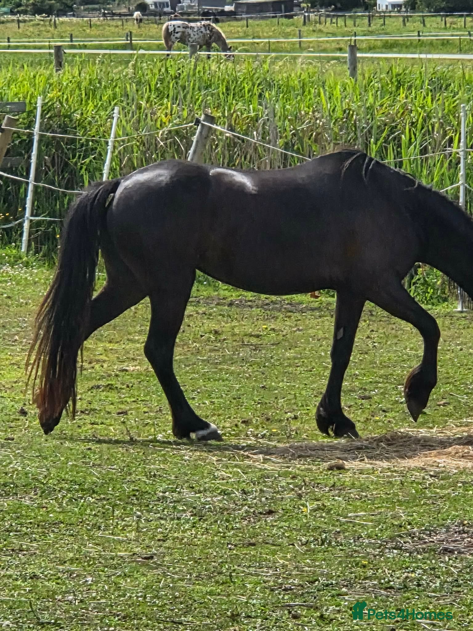 Welsh Section C horses Welsh Cob 13HH - Advert 2