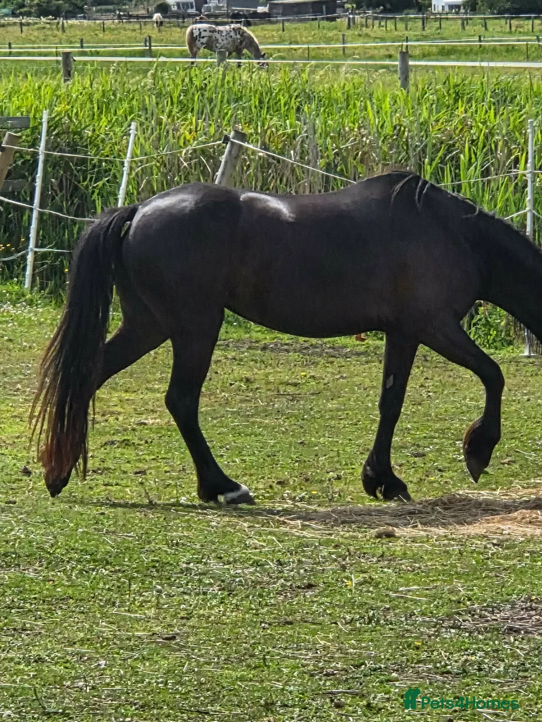 Welsh Section C horses for sale: Welsh Cob 13HH in Burry Port - Advert 2