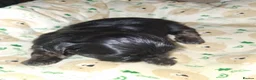 Shih Tzu dogs for sale: Imperial dobie shih tzu - Advert 10