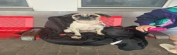 Puggle dogs for sale: Selling my puggle 1 year old female in Arbroath - Advert 5
