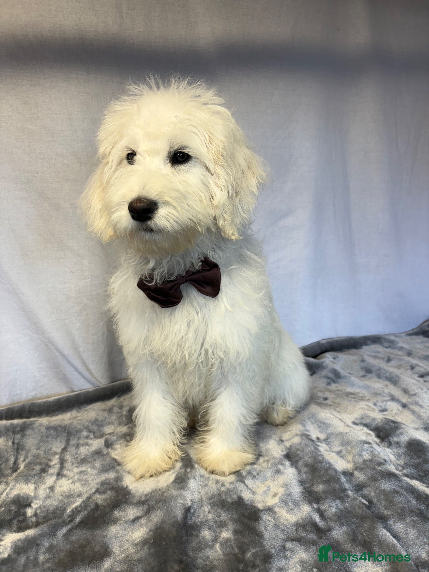 Mini Goldendoodle dogs Adorable goldendoodles  - Advert 2