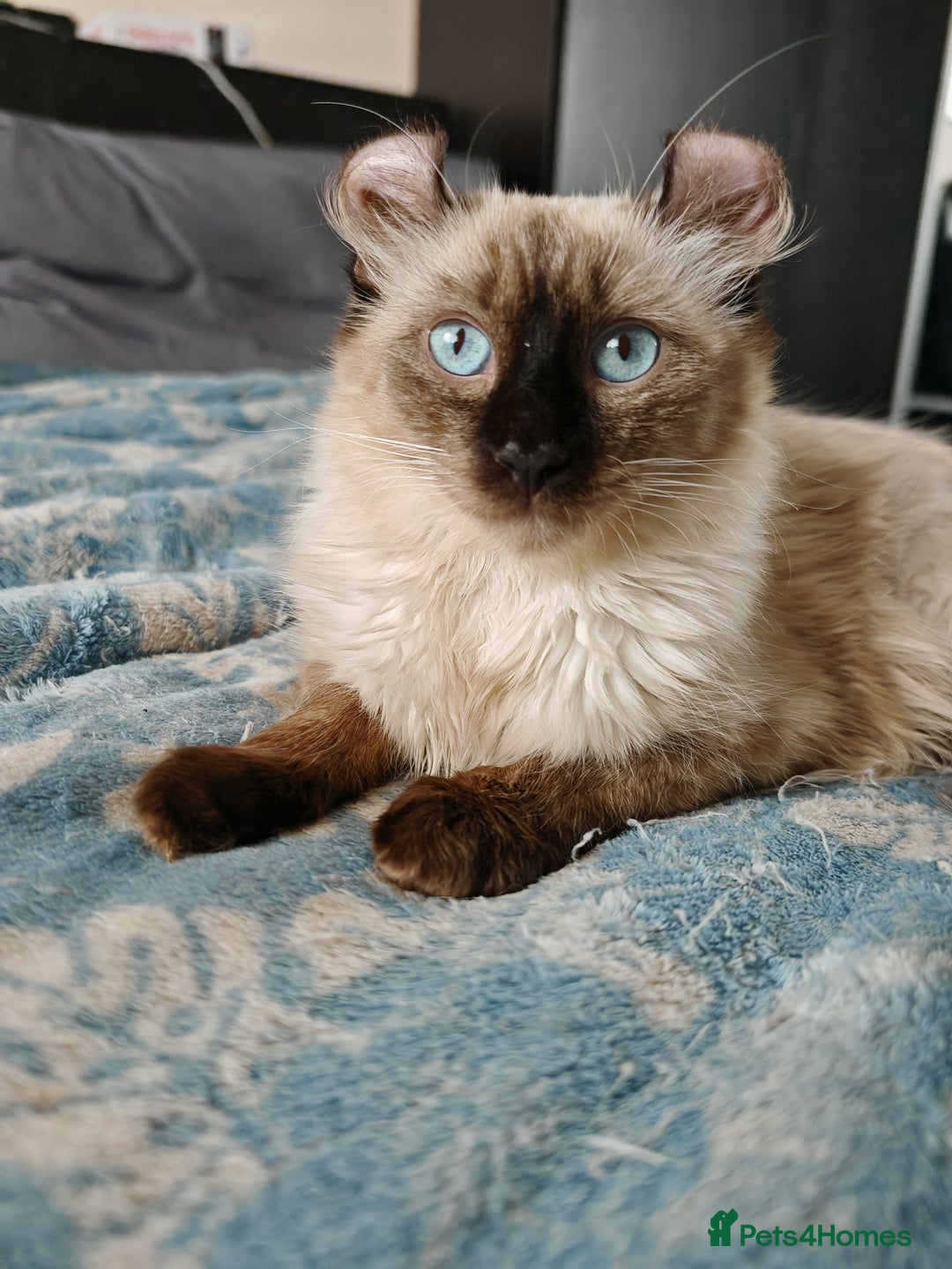 American Curl cats for sale: Two very rare and wonderful kittens for sale - Image 11
