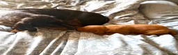 Hungarian Vizsla dogs for sale: Collect in two weeks!🐾KC smooth Hungarian Vizslas - Advert 19