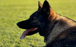 German Shepherd dogs for sale: Part of our family ♥️ - Image 9