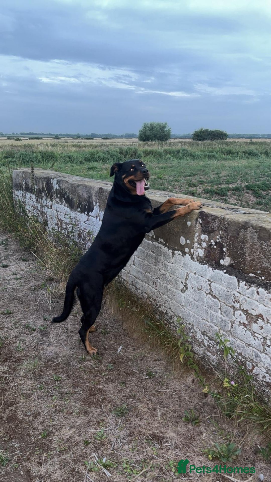 Rottweiler dogs for sale: Beautiful 4 year old Rottweiler  - Advert 6