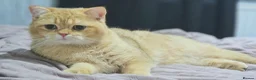 British Shorthair cats for stud: BSH registed proven stud - Advert 4