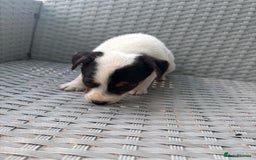 Jack Russell dogs for sale: 1 beautiful Jack Russell boy pup left   - Image 11
