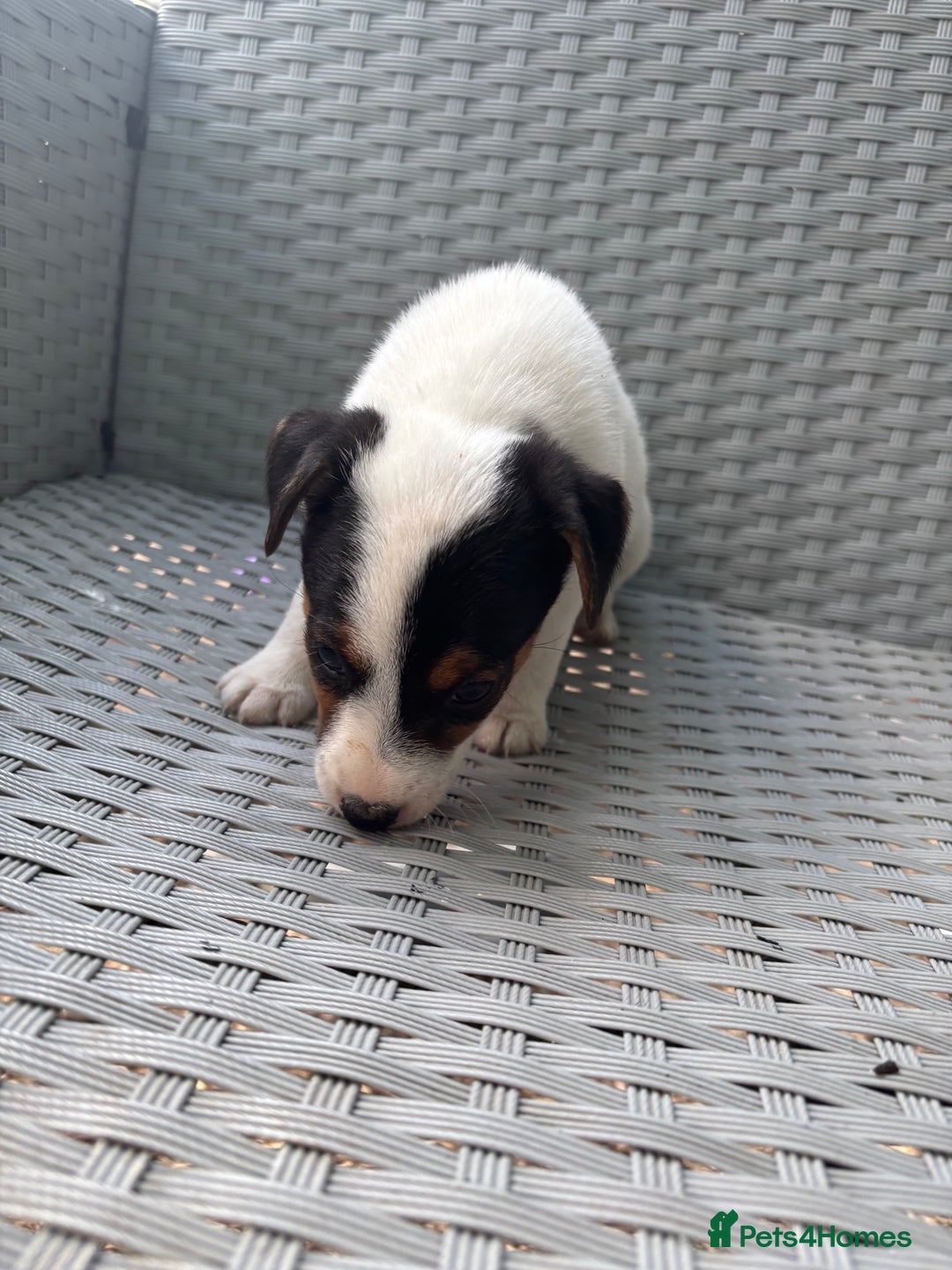 Jack Russell dogs for sale: 1 beautiful Jack Russell boy pup left   - Image 11