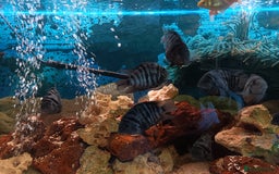 Cichlids fish for sale: convict fish - Advert 2
