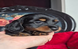 Miniature Dachshund dogs for sale: ⚜️KC PRA clear Miniature Dachshund Puppies  - Image 11