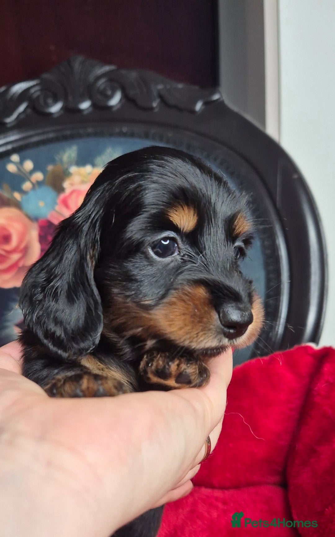 Miniature Dachshund dogs for sale: ⚜️KC PRA clear Miniature Dachshund Puppies  - Image 11