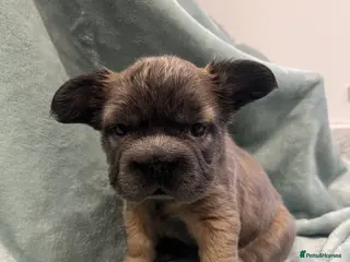 French Bulldog dogs ✨5 Beautiful Fluffy French Bulldog Puppies ✨ - Advert 12