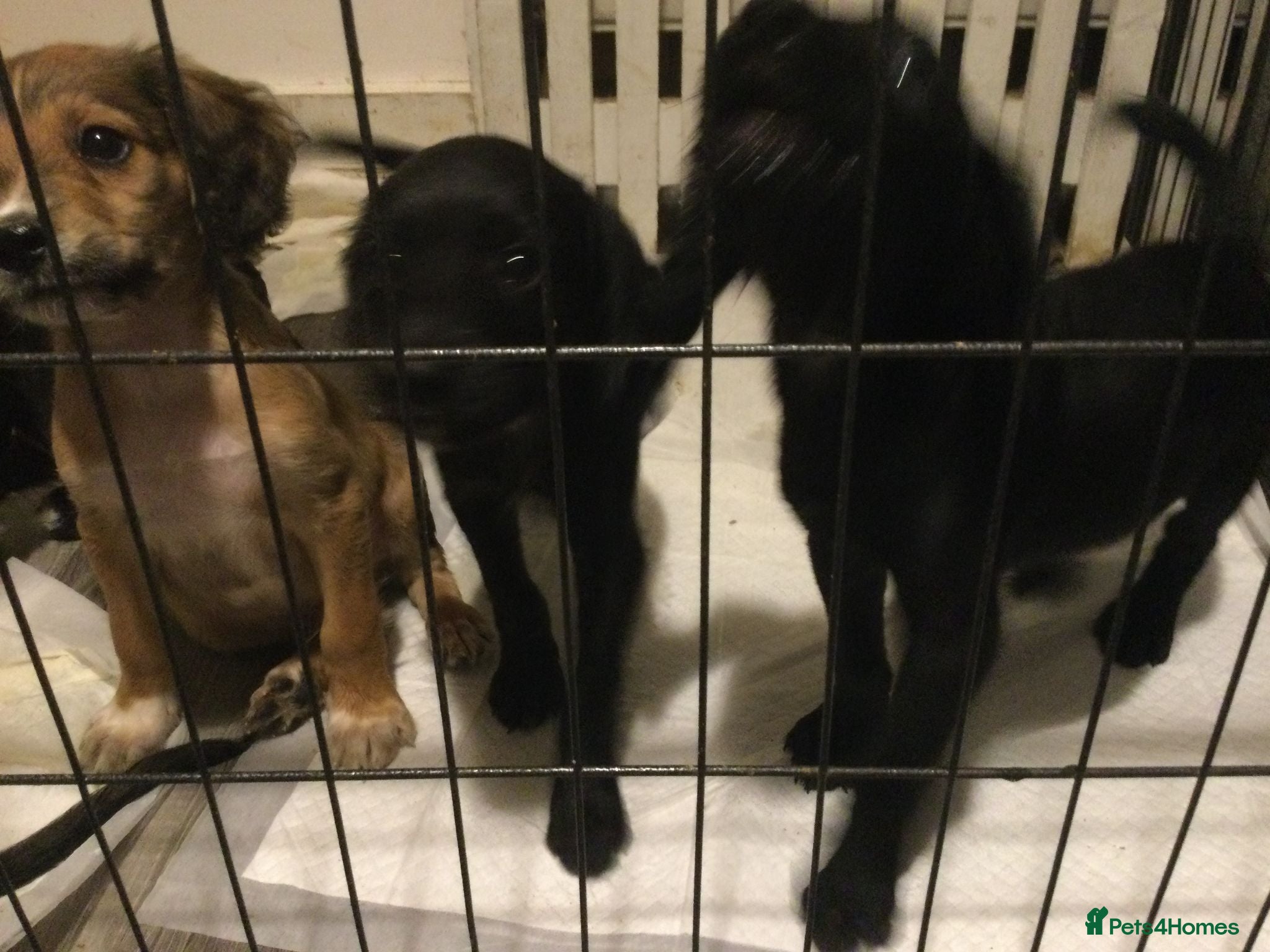 Mixed Breed dogs cockapoo x collie poo - Advert 2