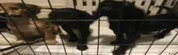 Mixed Breed dogs for sale: cockapoo x collie poo - Advert 2