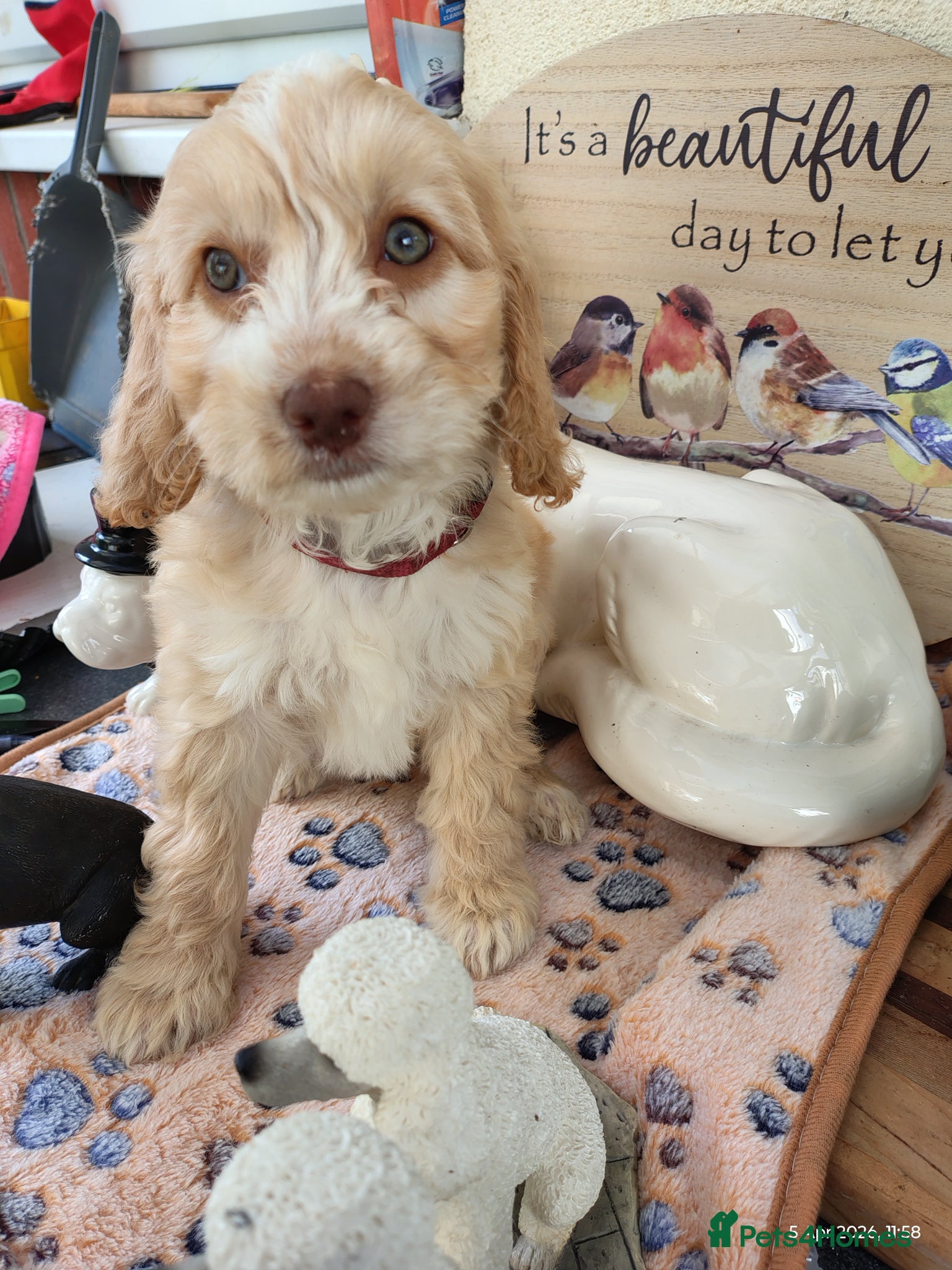 Cockapoo dogs Cockapoos genuine first cross - Advert 1