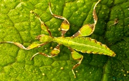 Stick Insects invertebrates for sale: Phyllium philippinicum nymphs (leaf insects) - Image 4