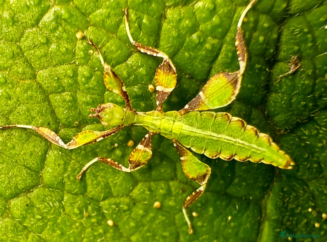 Stick Insects invertebrates for sale: Phyllium philippinicum nymphs (leaf insects) - Image 4