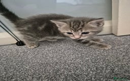 Mixed Breed cats for sale: Beautiful litter of 5 kittens  - Image 12
