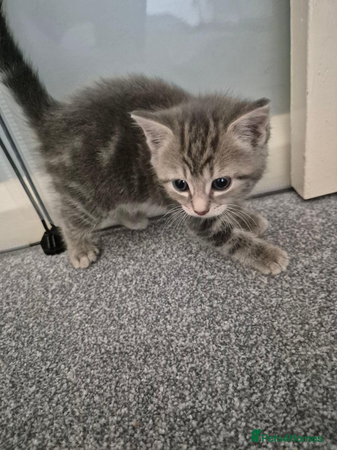 Mixed Breed cats for sale: Beautiful litter of 5 kittens  - Image 12