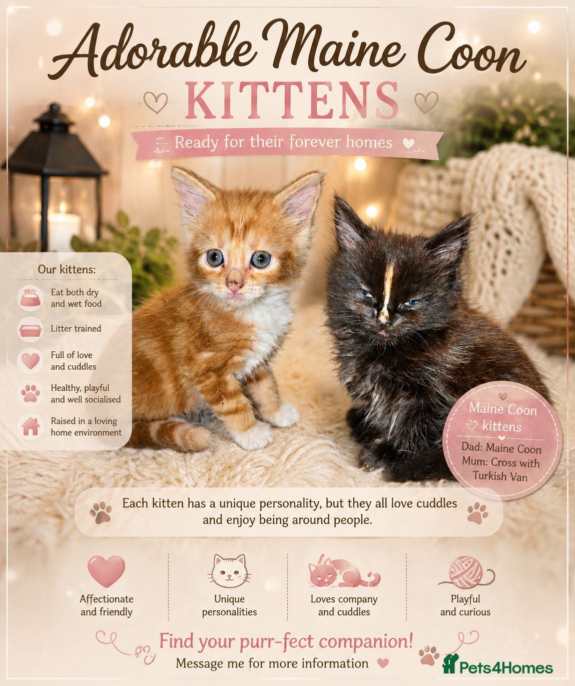Mixed Breed cats Main Coon  - Advert 1