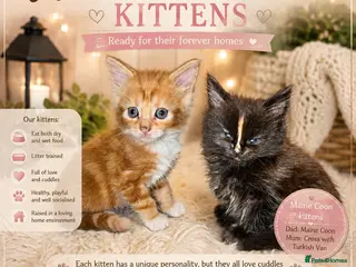 Mixed Breed cats Main Coon - Advert 1