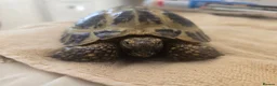 Tortoise reptiles for sale: Albert the horsefield - Advert 2