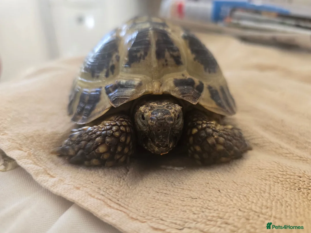 Tortoise reptiles for sale: Albert the horsefield - Advert 2
