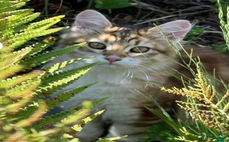 Siberian cats - Advert 1
