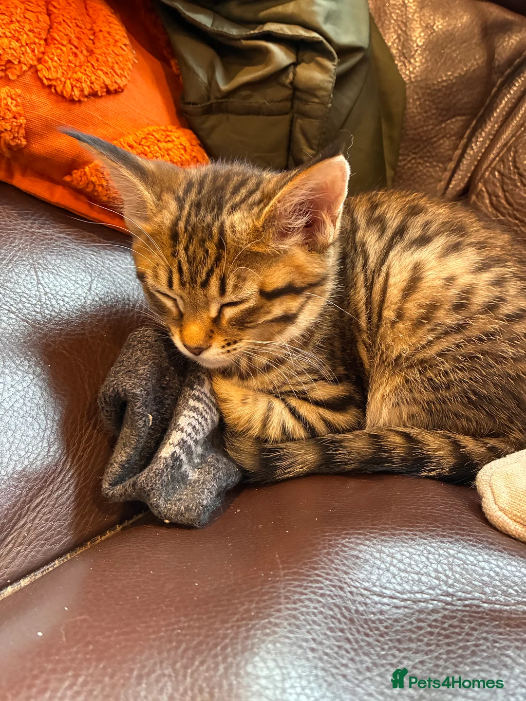 Mixed Breed cats for sale: Stunning 3/4 Mainecoon kittens - Advert 2