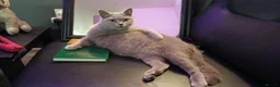 Mixed Breed cats for sale: Beautiful boy in Lichfield - Advert 2