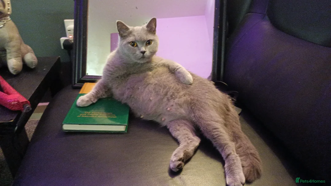 Mixed Breed cats for sale: Beautiful boy in Lichfield - Advert 2