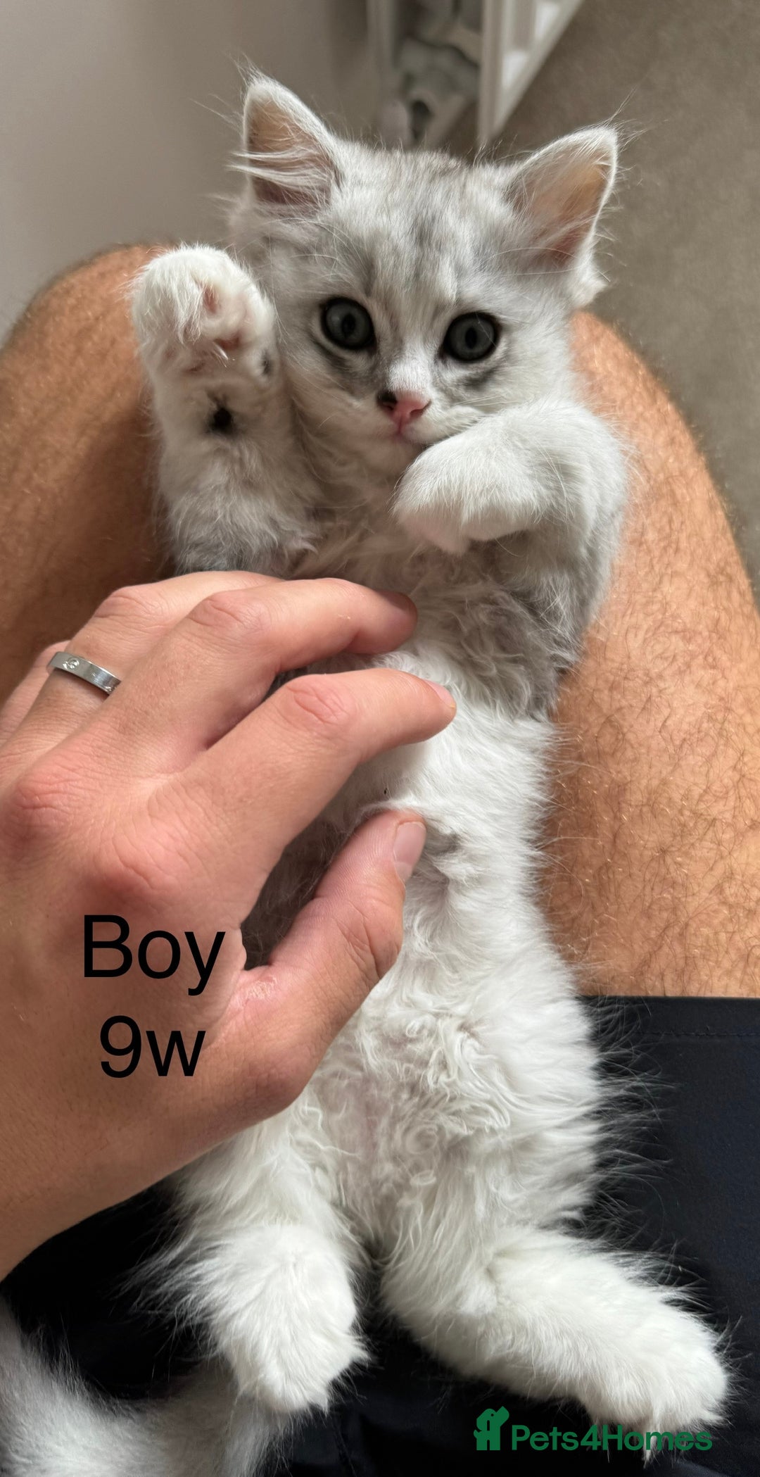 Mixed Breed cats for sale: Persian x Ragdoll kittens - Image 22