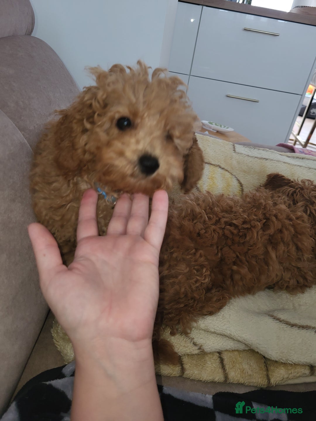 Maltipoo dogs for sale: Maltipoo  - Image 9