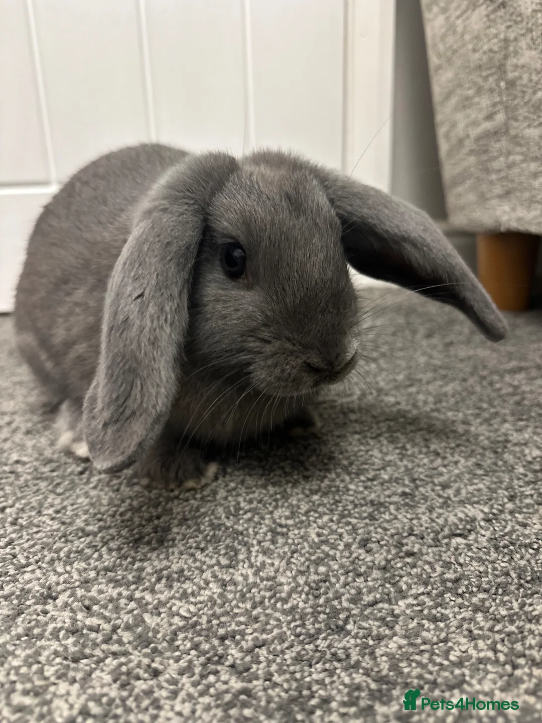 Mixed Breed rabbits for sale: Baby rabbits in Fareham - Advert 2
