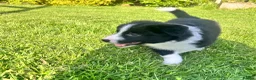 Border Collie dogs for sale: KC Reg Border Collie Puppies - Ready 1/06/2026 - Advert 10