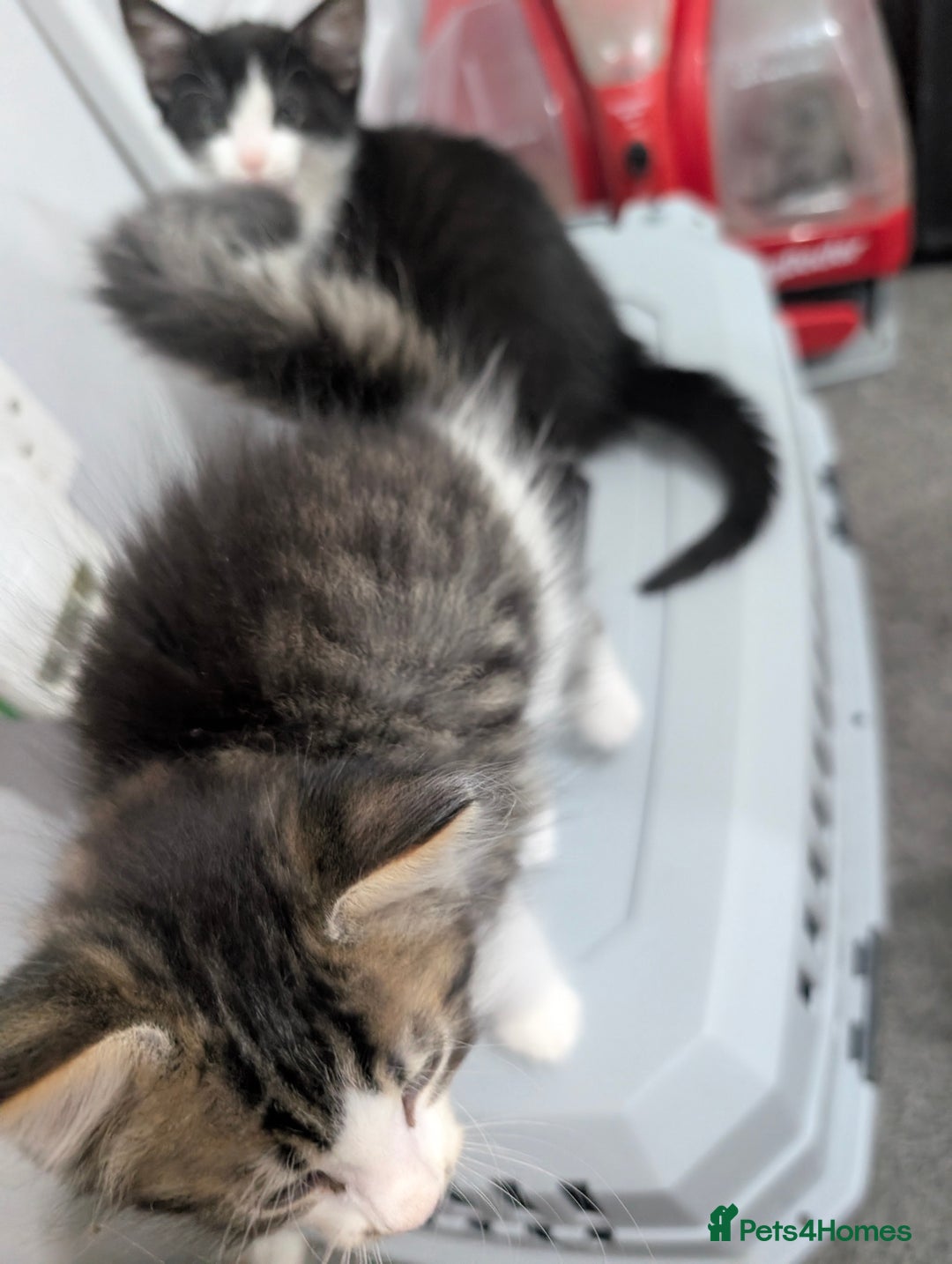 Mixed Breed cats for sale: Ready now - Image 12