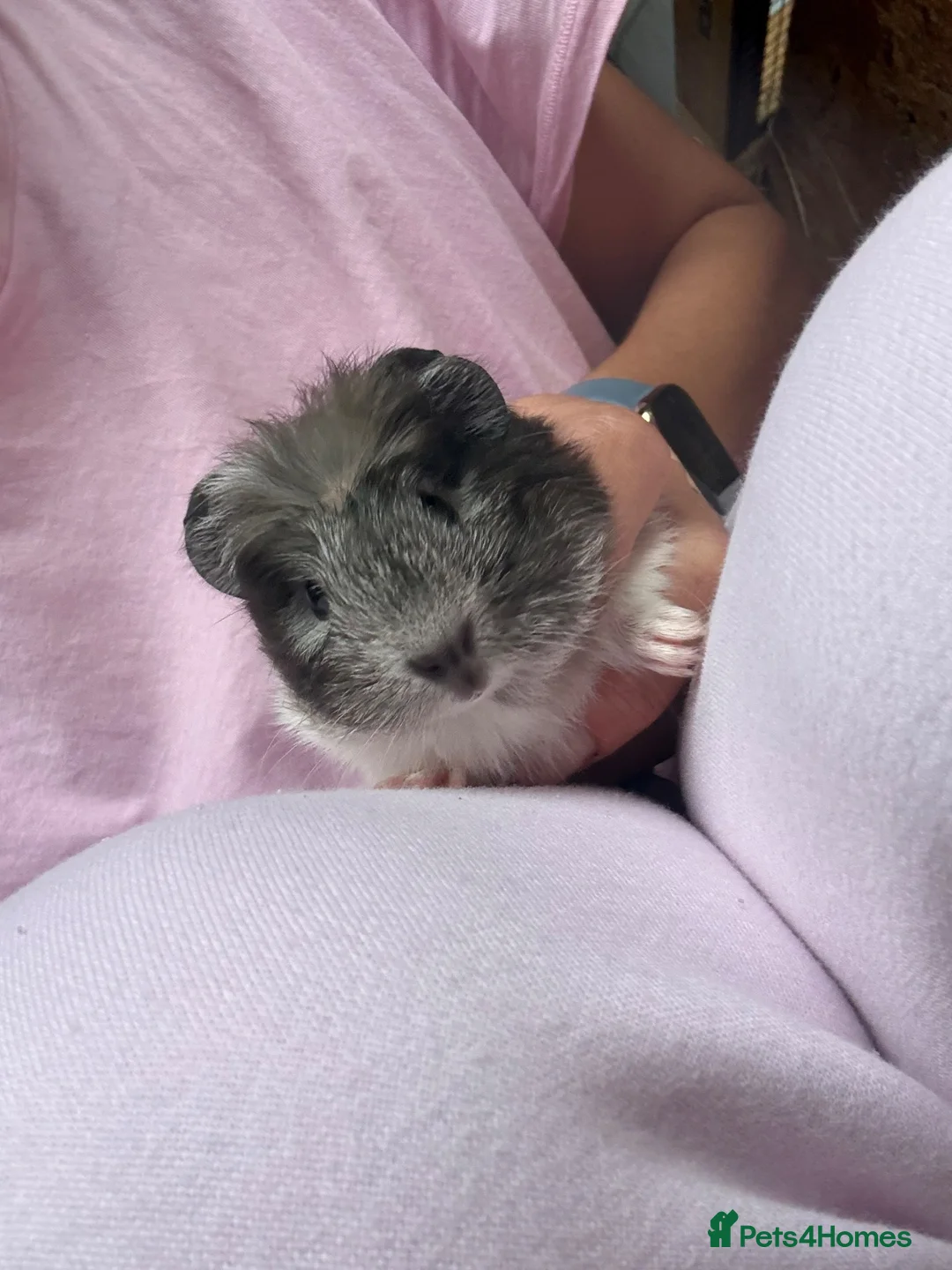 Guinea Pig rodents for sale: Really friendly bonded baby boys available  - Advert 1