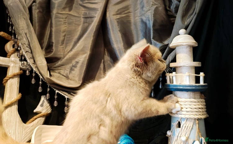 British Shorthair cats - Advert 1