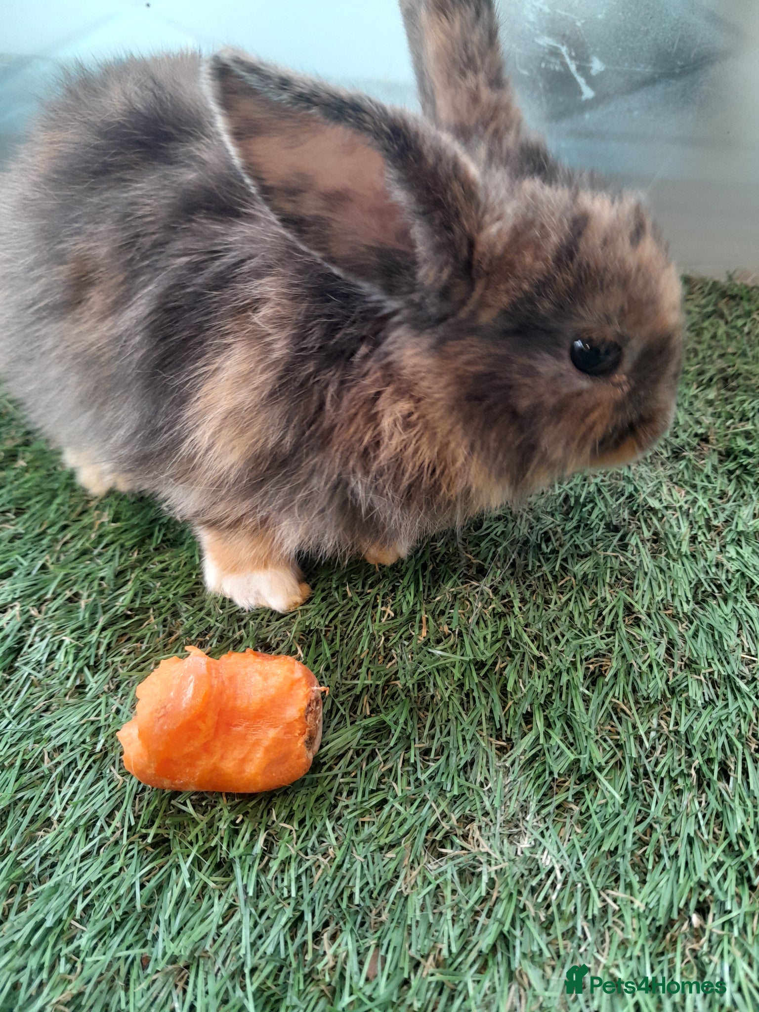 Mixed Breed rabbits Adorable baby rabbits for sale. Ready now - Advert 12