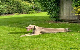 Weimaraner dogs for sale: Quality Weimaraner Puppies - Image 16