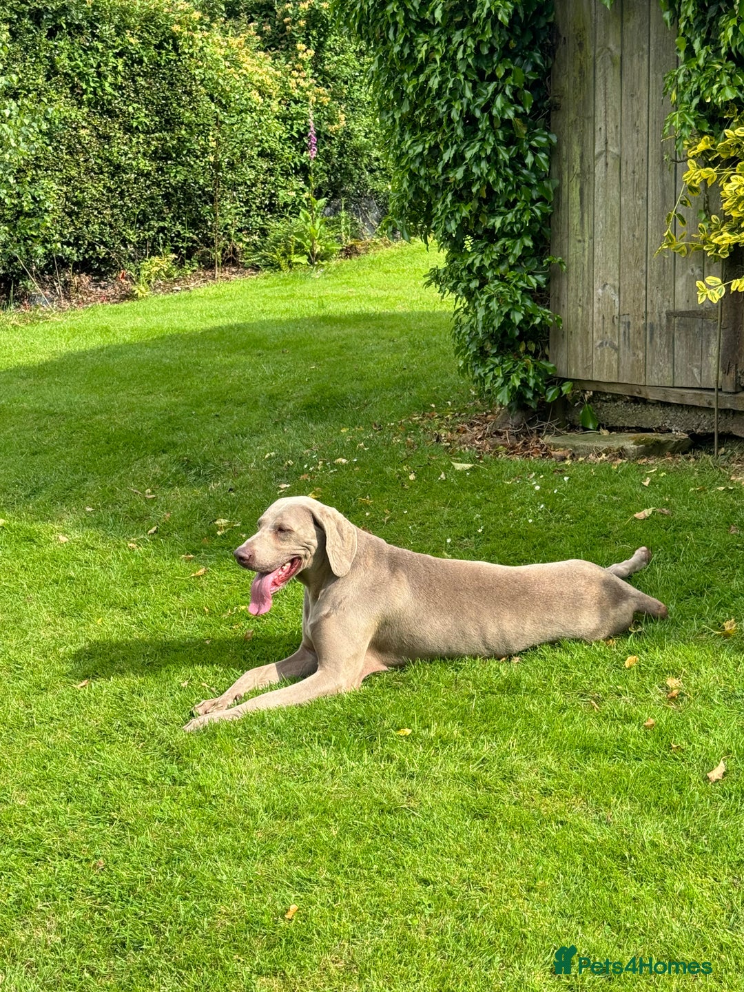 Weimaraner dogs for sale: Quality Weimaraner Puppies - Image 16