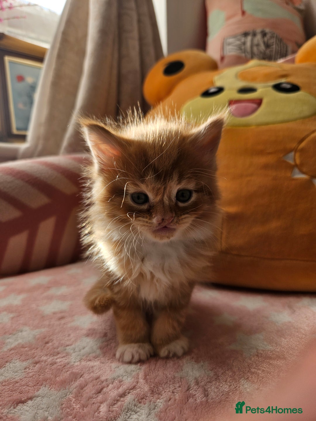 Mixed Breed cats for sale: Beautiful ginger mix long hair maine coon kittens - Advert 9