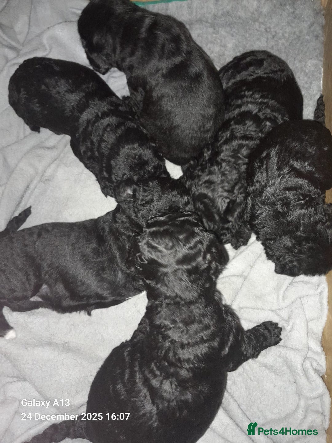 Cockapoo dogs for sale: Black Cockapoos  - Advert 1