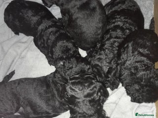 Cockapoo dogs Black Cockapoos - Advert 1