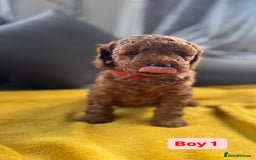 Miniature Poodle dogs for sale: Beautiful red miniature poodle KC Registered  - Image 1