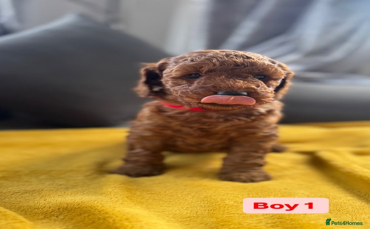 Miniature Poodle dogs - Advert 1