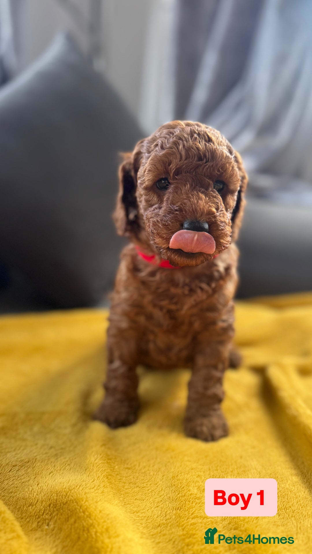 Miniature Poodle dogs for sale: Beautiful red miniature poodle KC Registered  - Image 1