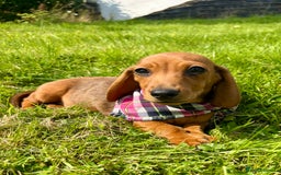 Miniature Dachshund dogs for sale: BEAUTIFUL KC REG & PRA CLEAR MINIS - 0% inbreeding - Image 25