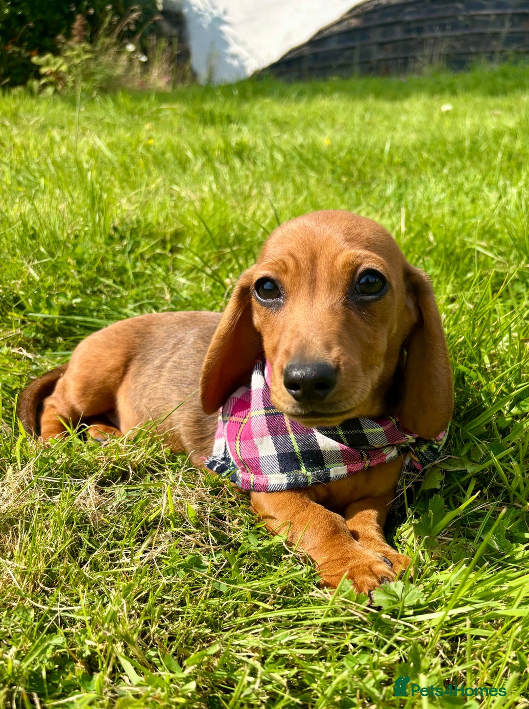 Miniature Dachshund dogs for sale: BEAUTIFUL KC REG & PRA CLEAR MINIS - 0% inbreeding - Image 25
